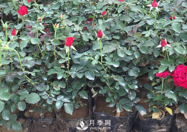 盆栽月季花該如何養(yǎng)殖？方法很簡(jiǎn)單哦(圖1)