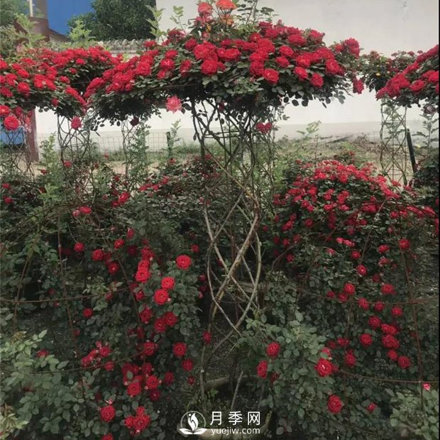 同樣的月季，不一樣的玩法，南陽造型月季系列(圖1)