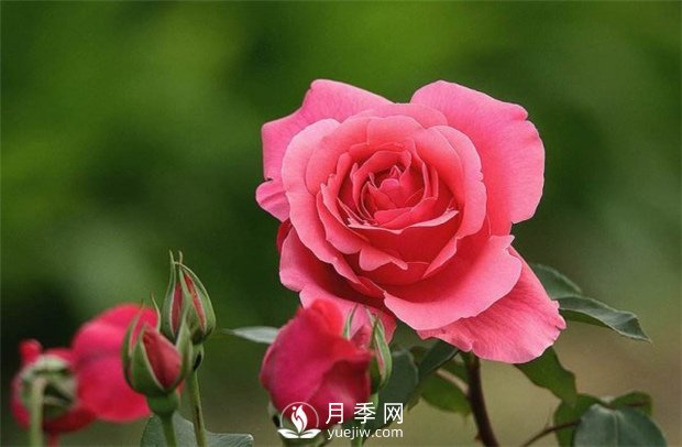 月季玫瑰與薔薇的區(qū)別在哪里？薔薇不開(kāi)花的原因是什么？(圖1)