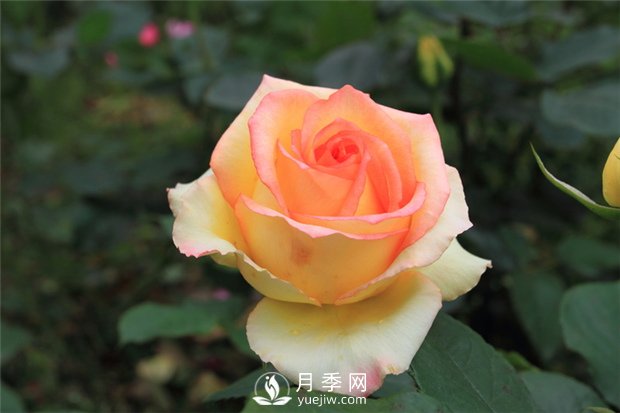 苗木成活率不高？12招樹木養(yǎng)護秘訣，要知曉！(圖1)