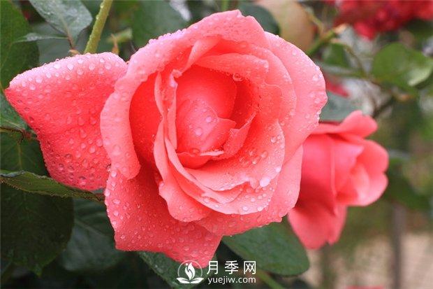月季花在春季和秋季有什么區(qū)別？(圖1)