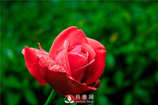怎樣養(yǎng)殖大花月季？有什么技巧？(圖1)