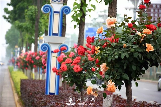 樹狀月季有哪些優(yōu)點(diǎn)？(圖1)