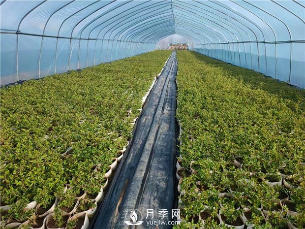 盆栽月季該怎么翻盆換土？病蟲害該怎么防治？(圖1)