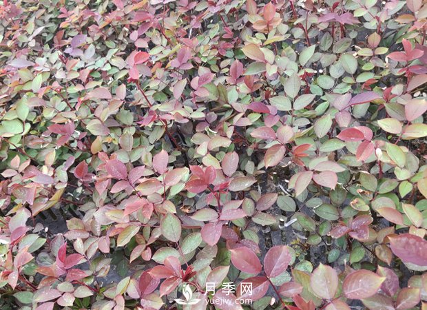 大花月季扦插技術(shù)要點是什么？(圖1)