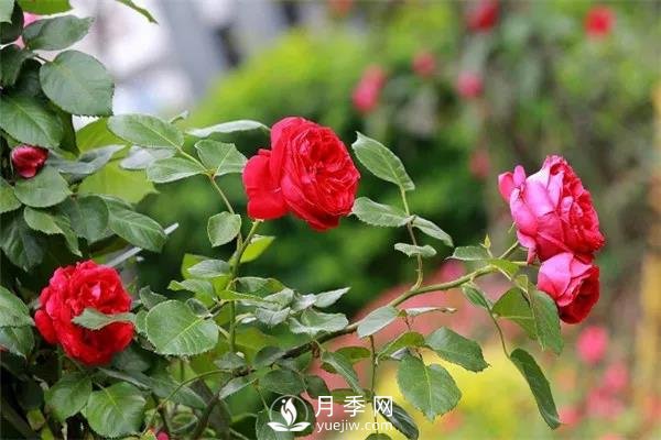 微月和藤本和灌木月季的區(qū)別，超容易分辨！(圖1)