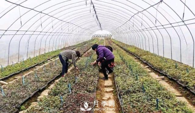 南陽臥龍：“直播帶貨”帶火月季產業(yè)(圖3)