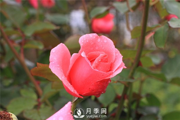 薔薇花、月季花和玫瑰花的區(qū)別(圖1)