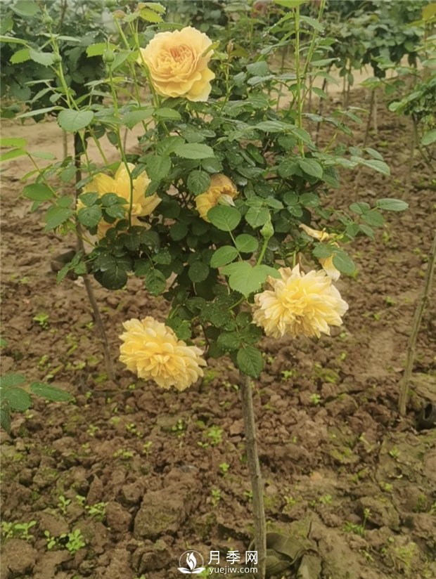 南陽(yáng)小青桿月季批發(fā)，品種豐富花色多(圖3)