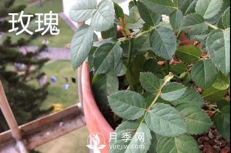月季和玫瑰有什么區(qū)別？(圖2)