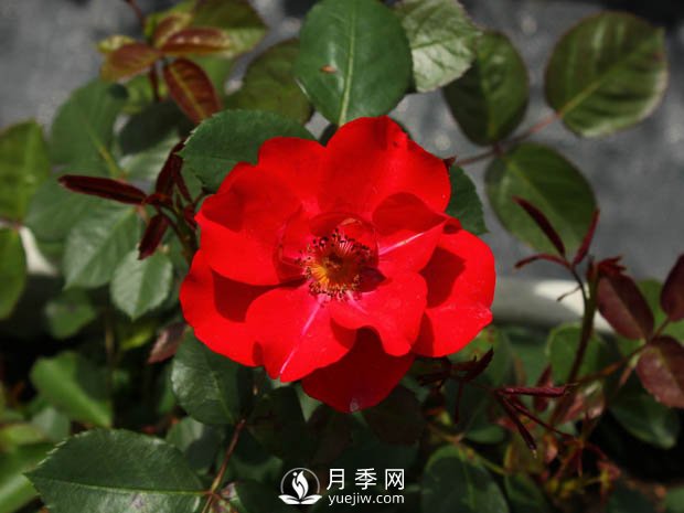 豐花月季品種有哪些？哪個(gè)品種比較好？(圖2)