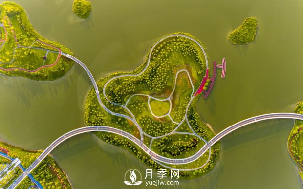 南陽(yáng)月季扮美肇慶，月季花海驚艷綻放(圖1)
