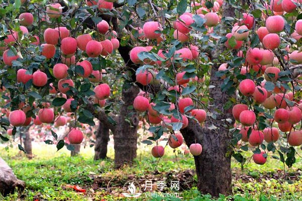 什么是果樹的枝干比、枝葉比、葉果比和產(chǎn)出比？(圖1)