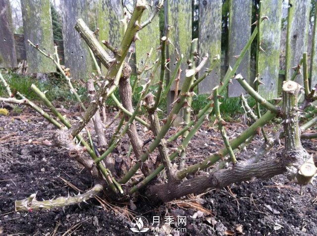 養(yǎng)月季花要會修剪，花朵彩繪越來越多(圖3)
