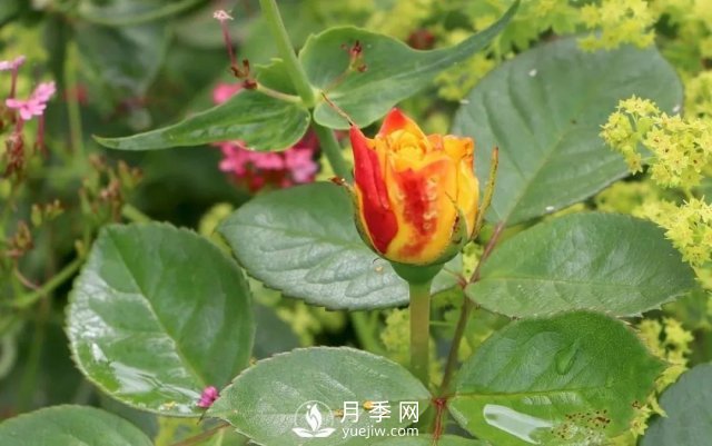 養(yǎng)月季花要會修剪，花朵彩繪越來越多(圖2)