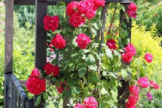 養(yǎng)月季花要會修剪，花朵彩繪越來越多(圖1)
