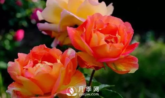 4月養(yǎng)月季需要4點(diǎn)，避免畸形，養(yǎng)出漂亮的月季花(圖1)