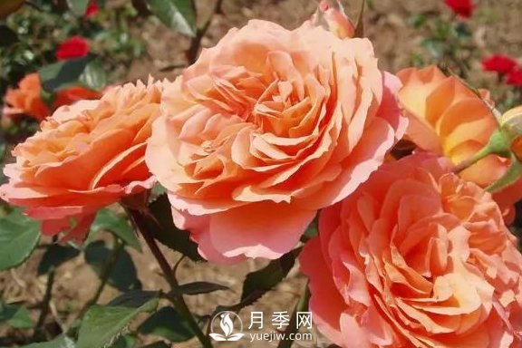 4月養(yǎng)月季需要4點(diǎn)，避免畸形，養(yǎng)出漂亮的月季花(圖3)