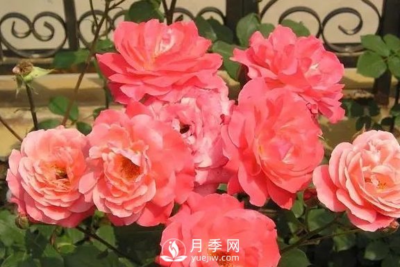 4月養(yǎng)月季需要4點(diǎn)，避免畸形，養(yǎng)出漂亮的月季花(圖2)