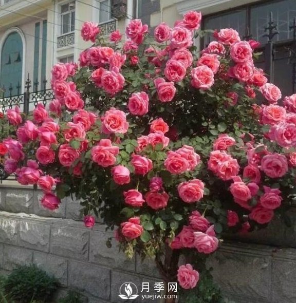 青島路邊月季美化，月季花比拳頭大，原來(lái)是樹狀月季(圖1)