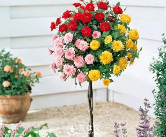 青島路邊月季美化，月季花比拳頭大，原來(lái)是樹狀月季(圖2)