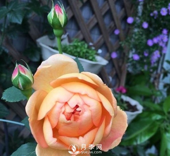 春季，送您3個(gè)養(yǎng)月季小竅門，讓月季枝粗葉壯(圖3)