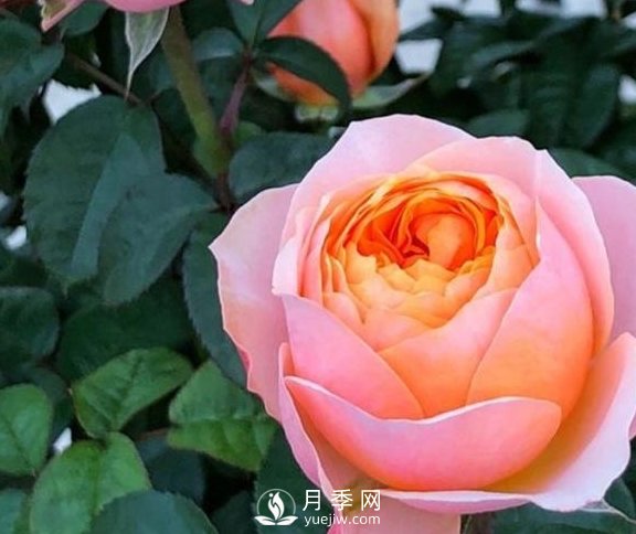 春季，送您3個(gè)養(yǎng)月季小竅門，讓月季枝粗葉壯(圖1)
