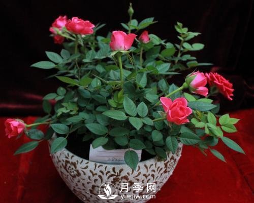 養(yǎng)護(hù)月季加點(diǎn)魚肥，讓月季猛爆花苞不停！(圖2)