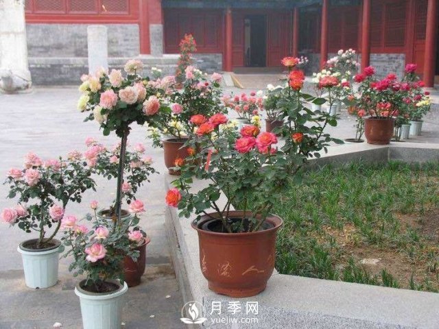 養(yǎng)護(hù)月季加點(diǎn)魚肥，讓月季猛爆花苞不停！(圖1)
