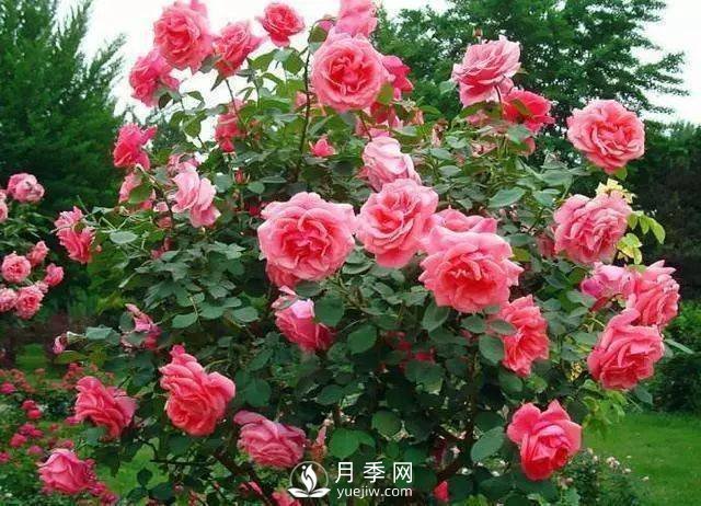 新手和懶人首選的三種月季品種，還自帶體香開花不斷(圖1)