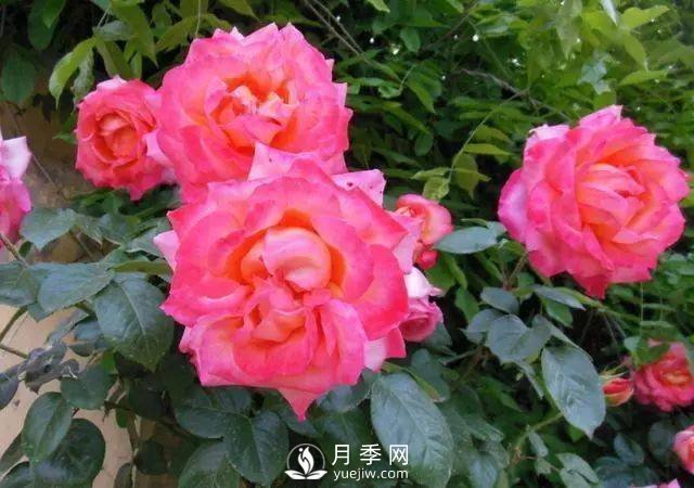 新手和懶人首選的三種月季品種，還自帶體香開花不斷(圖5)