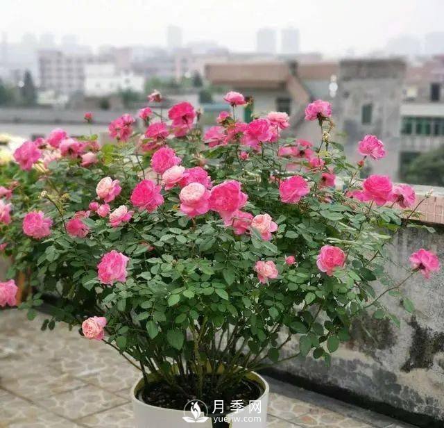 養(yǎng)月季千萬別犯這4個(gè)“錯(cuò)誤”，月季花開美如艷(圖1)