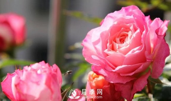 養(yǎng)月季，注意施肥姿勢(shì)不對(duì)，月季不開花，力氣還白費(fèi)！(圖3)