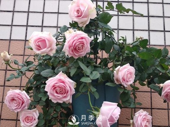 養(yǎng)月季，注意施肥姿勢(shì)不對(duì)，月季不開花，力氣還白費(fèi)！(圖1)