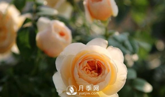 養(yǎng)月季，注意施肥姿勢(shì)不對(duì)，月季不開花，力氣還白費(fèi)！(圖2)