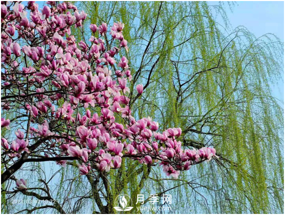 南陽(yáng)驚蟄時(shí)節(jié)，花紅柳綠又一春(圖2)