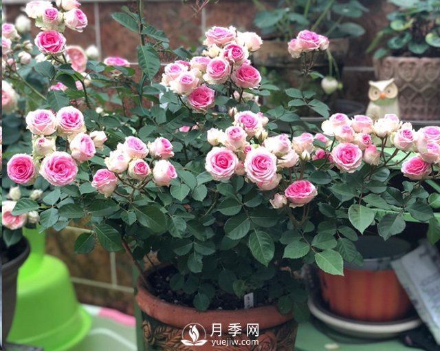 封閉陽臺養(yǎng)好月季花？室內(nèi)陽臺養(yǎng)月季的4大注意事項(圖3)