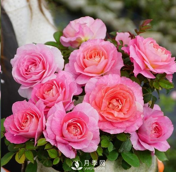 封閉陽臺養(yǎng)好月季花？室內(nèi)陽臺養(yǎng)月季的4大注意事項(圖1)
