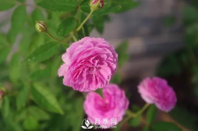 適合陽臺(tái)的瑪姬嬸嬸月季，小巧花美有香味，開花到爆盆！(圖3)