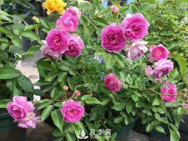 適合陽臺(tái)的瑪姬嬸嬸月季，小巧花美有香味，開花到爆盆！(圖2)