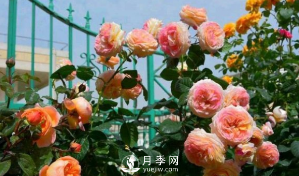 如何讓月季小苗冠幅一年達(dá)到1米？做好1狠3足(圖2)
