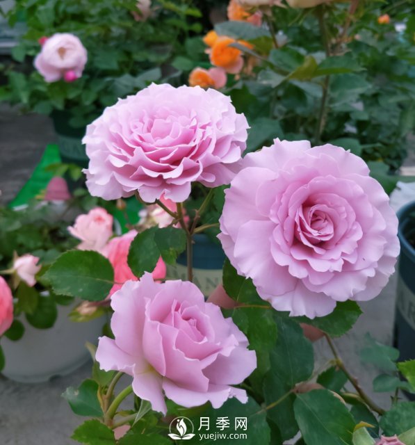 如何讓月季小苗冠幅一年達(dá)到1米？做好1狠3足(圖4)