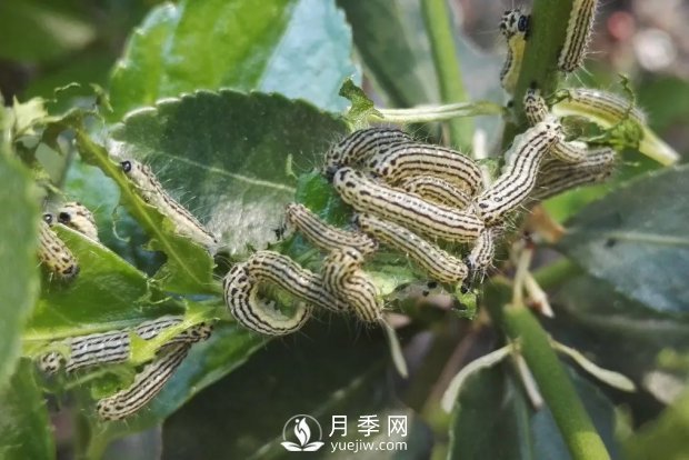 園林綠化樹木3-5月份養(yǎng)護管理要點(圖5)