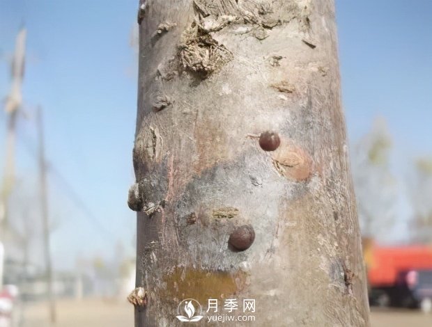 園林綠化樹木3-5月份養(yǎng)護管理要點(圖12)