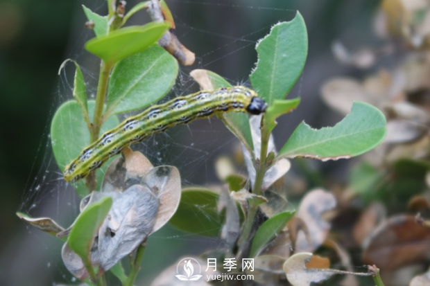園林綠化樹木3-5月份養(yǎng)護管理要點(圖4)