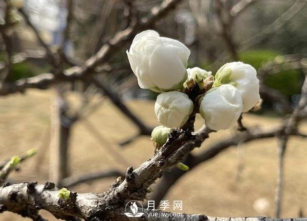 河南省氣象局發(fā)布花期地圖 洛陽牡丹花4月3日進(jìn)入初花期(圖2)