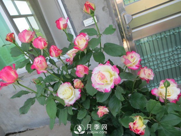 紅雙喜月季，盆栽花卉新寵，香飄滿室，四季有花看(圖2)