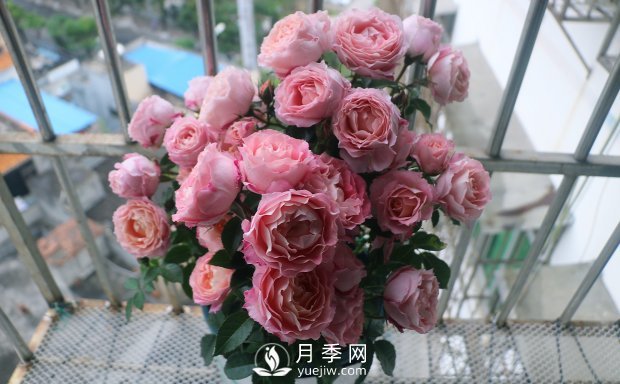 海神王陽(yáng)臺(tái)月季，專(zhuān)為盆栽觀賞而生，四季有花開(kāi)(圖2)
