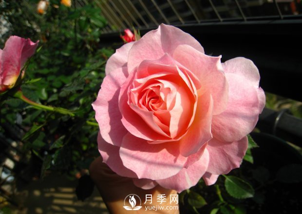 海神王陽(yáng)臺(tái)月季，專(zhuān)為盆栽觀賞而生，四季有花開(kāi)(圖1)