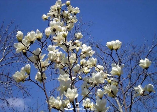 南陽(yáng)南召：玉蘭花大全，5種玉蘭簡(jiǎn)介(圖1)